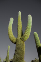 A cactus shot from below in Bolivia