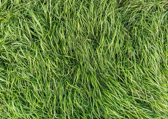 The texture of long, tall green grass, close-up, wet with dew. Photography, copy space