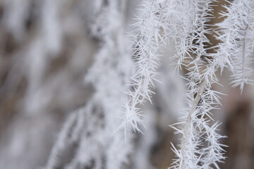 Beautiful winter nature. Frozen trees.