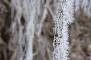 Beautiful winter nature. Frozen trees.