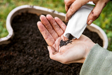 woman is holding and planting some basil seed in a plant pot