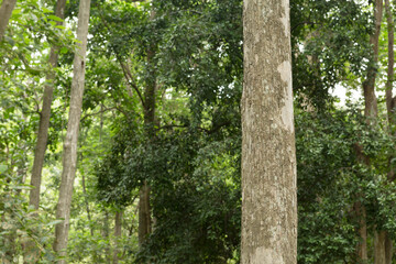 Teak tree in the forest with blurred background.Selective focus