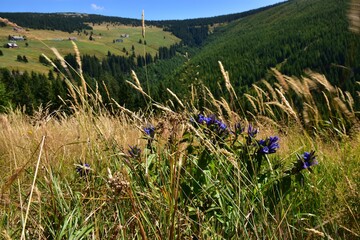 The willow gentian, a blue flowering plant, in a valley in Krkonose, Czech Republic.