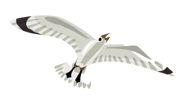 Seagull icon animation best object on white background
