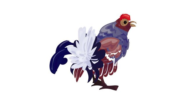 Exotic chicken icon animation best object on white background
