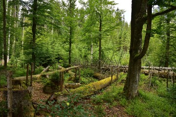 Zofin Primeval Forest is a Czech rainforest-like looking forest and natural heritage in South Bohemia, Czech Republic.