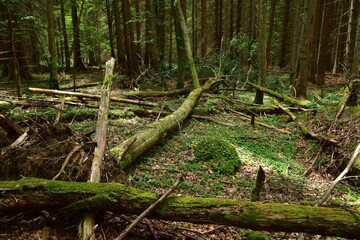 Fototapeta premium Zofin Primeval Forest is a Czech rainforest-like looking forest and natural heritage in South Bohemia, Czech Republic.
