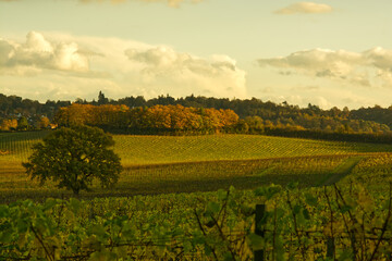 Fototapeta na wymiar Vineyard at Dorking, Surrey, England