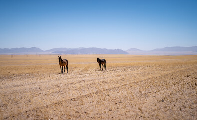 Zwei wilde Pferde am Rande der Namib Wüste, Namib-Naukluft Nationalpark, Namibia