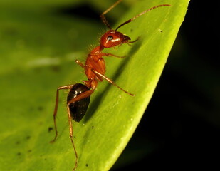 Naklejka premium Macro photo of Florida carpenter ant on a green leaf. Camponotus floridanus.