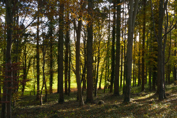 Fototapeta na wymiar Autumn tree colours in Sussex, England