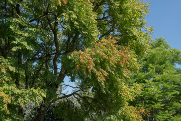 Summer Foliage of a Deciduous Pride of India Tree (Koelreuteria paniculata) Growing in a Country Cottage Garden in Rural Devon, England, UK