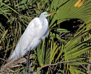 A single Great egret in breeding colors waiting for it's companion.