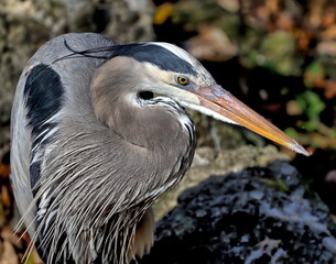 Head shot of Great blue heron. Ardea herodias.