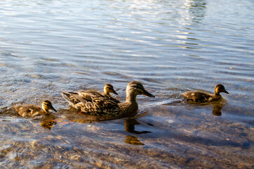Portrait of a duck and ducklings