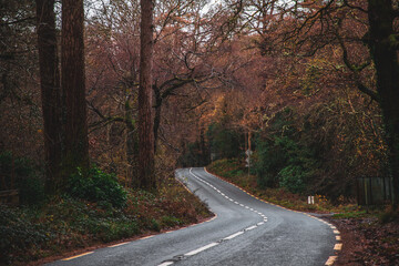 Obraz premium Autumn forest road in a national park in Ireland