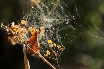 Spider web over the bush