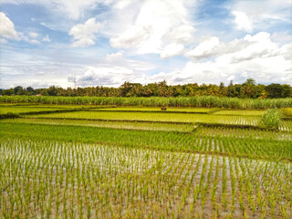 Fototapeta na wymiar view of rice fields before planting