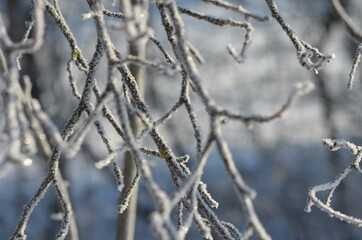 Branchages en hiver
