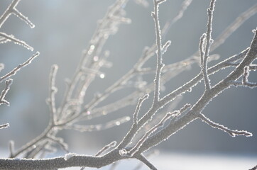 Branchage gelé