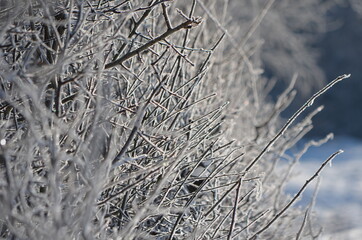 Buissons sous le gel en hiver