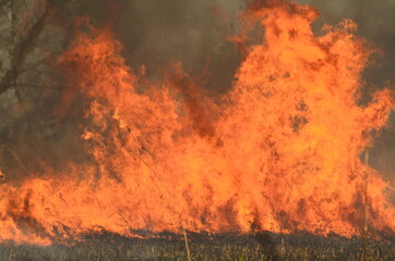 Fototapeta na wymiar coastal zone of marsh creek, strong smoke from fire of liana overgrowth. Spring fires of dry reeds dangerously approach houses of village by river Cleaning fields of reeds, dry grass. Natural disaster