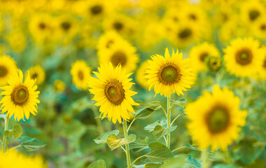 Obraz premium Sunflowers field blooming background Summer sunset in Thailand