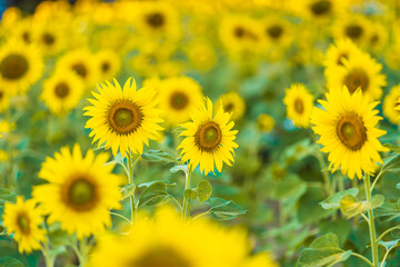 Sunflowers field blooming background Summer sunset in Thailand