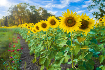 Sunflowers field blooming background Summer blue sky background in Thailand