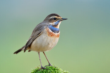 lttle bird perching on top of mossy spot showing its bright blue feathers on its chest
