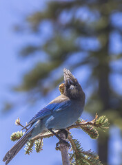 blue jay on a branch