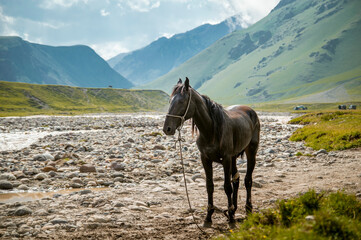 horse in the mountains