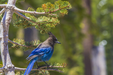 blue jay on a branch