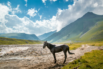 horse in the mountains