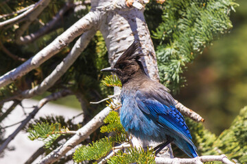 blue jay on a branch