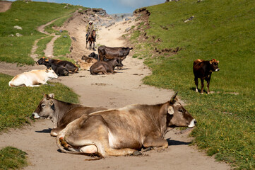 cows in the mountains