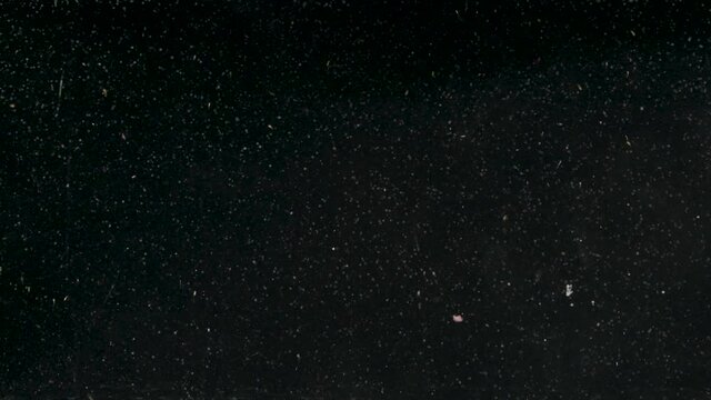Small white dust particles floating slowly underwater on black background. Action. Tiny particles looking like white snowflakes falling at night.