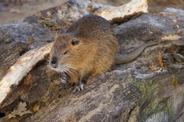 Nutria sitting on a stone.