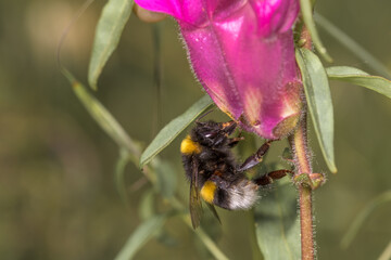 Selective approach of Bombus terrestris bee sucking nectar on a pink flower.