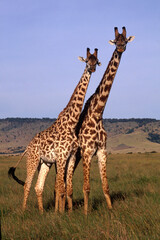 Giraffes, Masai Mara, Kenya