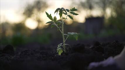 Tomato plant. Young tomato plants in the evening. Plant tomato at sunset.