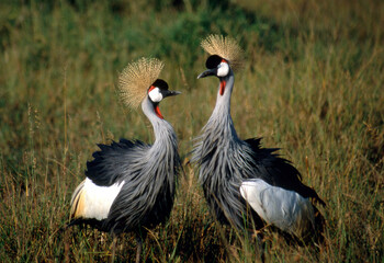 Crested Cranes, Masai Mara, Kenya