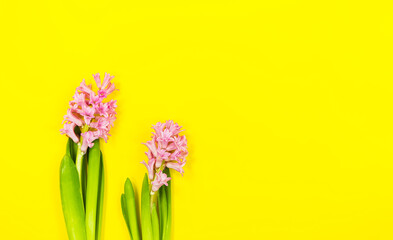 Two pink flowers on spring or summer yellow background with copy space.