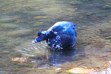 hermoso pato azul con verde y manchas blancas nadando, tomando agua en el rio 