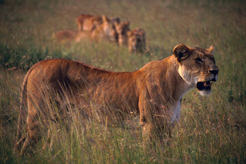 Lioness and Cubs, Masai Mara, Kenya