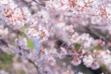 Obraz premium 桜