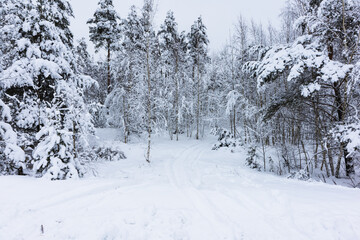 natural background with winter landscape with snow road in the forest