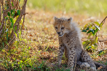 Lonely Cheetah cub who sits and rests in the shade