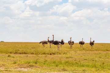 Naklejka na ściany i meble Ostriches on the savanna in Africa