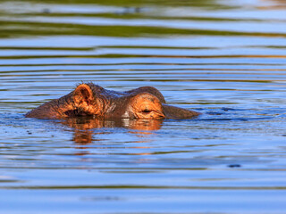Fototapeta premium Hippo with eyes closed in a river